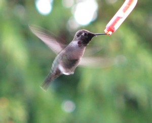 Google Hummingbird